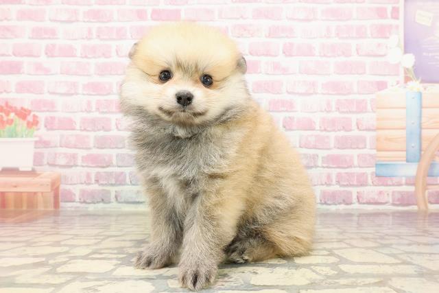 新潟県のポメラニアン (Coo&RIKU新潟西店/2025年5月25日生まれ/男の子/オレンジセーブル)の子犬の2枚目の画像