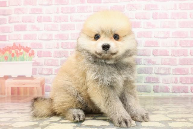 新潟県のポメラニアン (Coo&RIKU新潟西店/2025年5月25日生まれ/男の子/オレンジセーブル)の子犬の3枚目の画像
