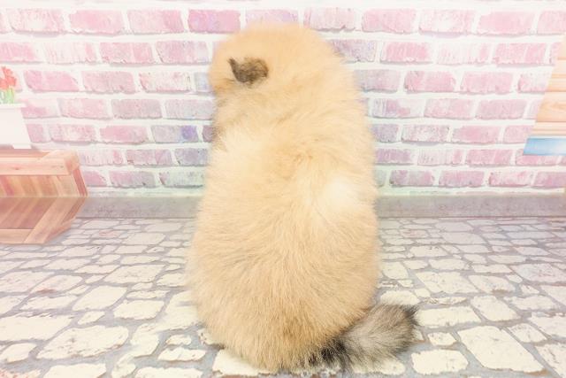 新潟県のポメラニアン (Coo&RIKU新潟西店/2025年5月25日生まれ/男の子/オレンジセーブル)の子犬の4枚目の画像