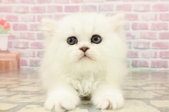 東京都のペルシャ (Coo&RIKU武蔵小山店/2025年5月26日生まれ/男の子/チンチラシルバー)の子猫の1枚目の画像