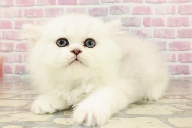 東京都のペルシャ (Coo&RIKU武蔵小山店/2025年5月26日生まれ/男の子/チンチラシルバー)の子猫の2枚目の画像