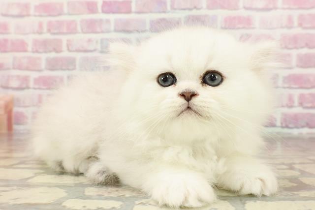 - order page - ペルシャ猫 ペルシャ猫: 猫クラブ (カラー・ガイド・ブック) | 小泉 かよ子