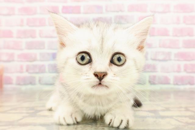 静岡県のミヌエット (Coo&RIKU富士店/2025年5月27日生まれ/女の子/シルバータビー)の子猫の1枚目の画像
