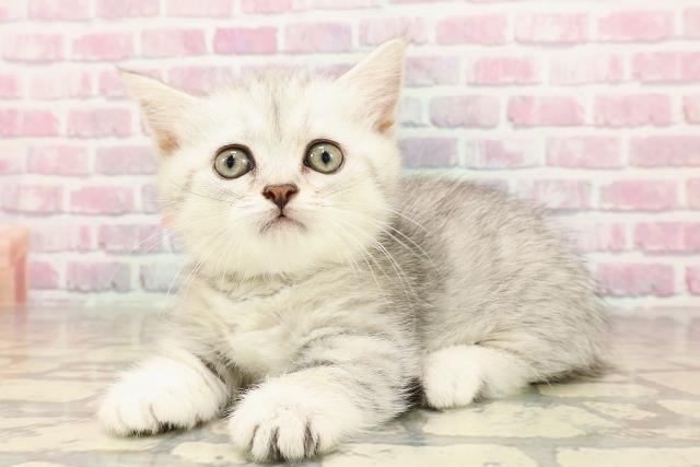 静岡県のミヌエット (Coo&RIKU富士店/2025年5月27日生まれ/女の子/シルバータビー)の子猫の2枚目の画像