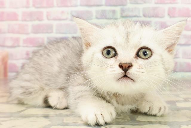 静岡県のミヌエット (Coo&RIKU富士店/2025年5月27日生まれ/女の子/シルバータビー)の子猫の3枚目の画像