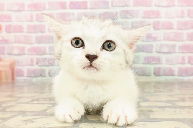 沖縄県のミヌエット (Coo&RIKUイオン北谷店/2025年5月27日生まれ/女の子/シルバータビー)の子猫の1枚目の画像
