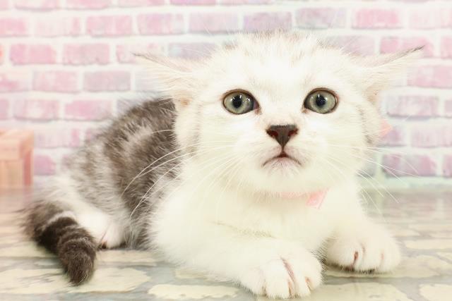 沖縄県のミヌエット (Coo&RIKUイオン北谷店/2025年5月27日生まれ/女の子/シルバータビー)の子猫の3枚目の画像