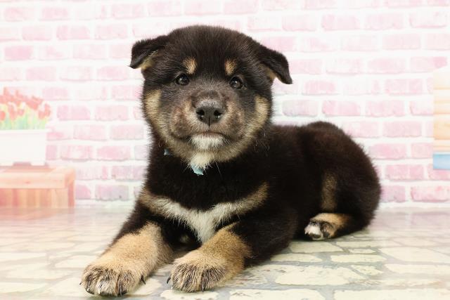 ころころ 子犬 絵本 ドッグ dog アニマル 動物 Mサイズ レア 希少 貴重 42905 はじめてえほん こいぬ 1冊 永岡書店 【通販モノタロウ】
