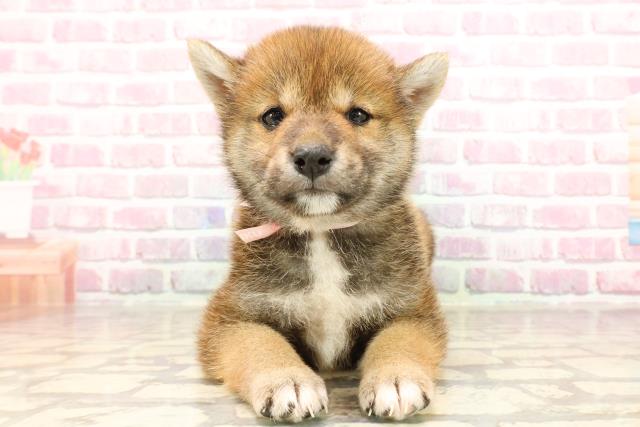 沖縄県の柴犬(標準サイズ) (Coo&RIKU石垣店/2025年5月27日生まれ/女の子/赤)の子犬の1枚目の画像