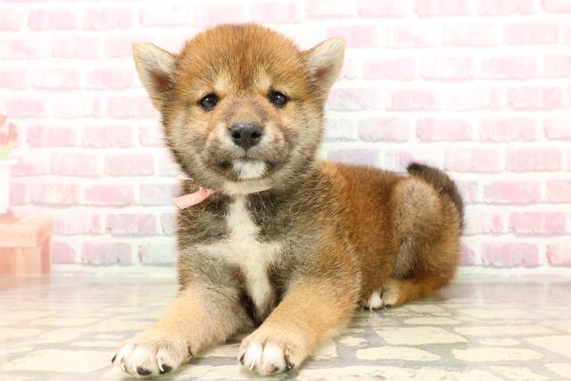 沖縄県の柴犬(標準サイズ) (Coo&RIKU石垣店/2025年5月27日生まれ/女の子/赤)の子犬の2枚目の画像