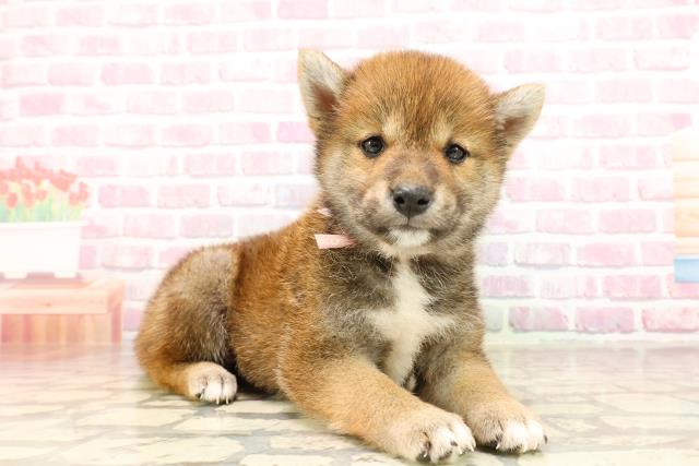沖縄県の柴犬(標準サイズ) (Coo&RIKU石垣店/2025年5月27日生まれ/女の子/赤)の子犬の3枚目の画像