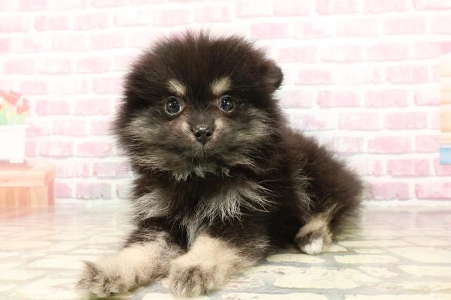 長野県のポメラニアン (Coo&RIKU綿半中野店/2025年5月25日生まれ/男の子/ブラックタン)の子犬の2枚目の画像