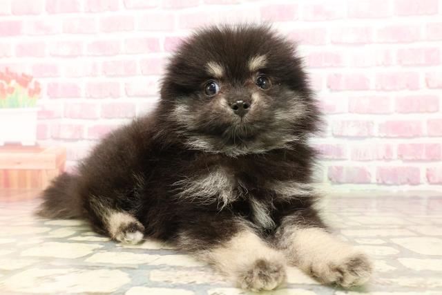 長野県のポメラニアン (Coo&RIKU綿半中野店/2025年5月25日生まれ/男の子/ブラックタン)の子犬の3枚目の画像