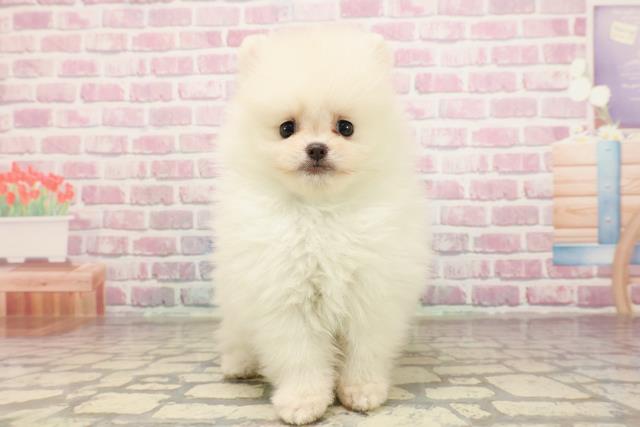 福井県のポメラニアン (Coo&RIKU福井店/2025年5月27日生まれ/男の子/クリーム)の子犬の1枚目の画像