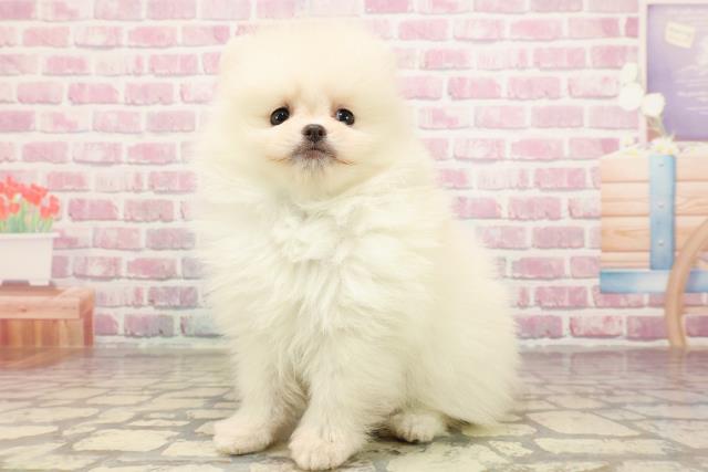 福井県のポメラニアン (Coo&RIKU福井店/2025年5月27日生まれ/男の子/クリーム)の子犬の2枚目の画像