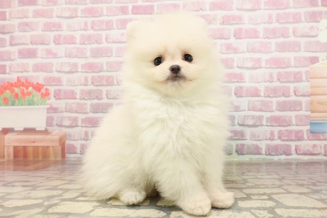 福井県のポメラニアン (Coo&RIKU福井店/2025年5月27日生まれ/男の子/クリーム)の子犬の3枚目の画像