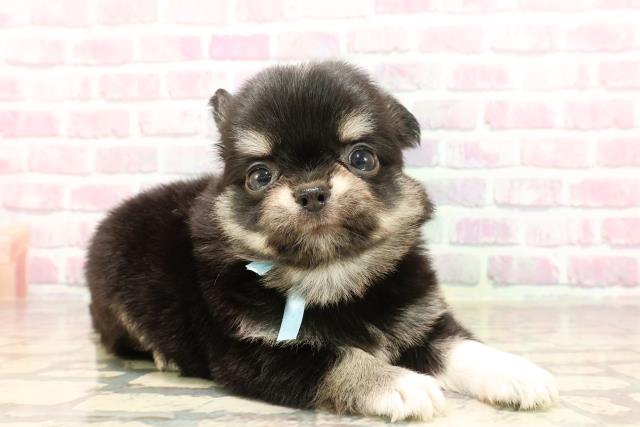 子犬の詳細情報 (神奈川県/2025年5月27日生まれ/男の子/ブラック