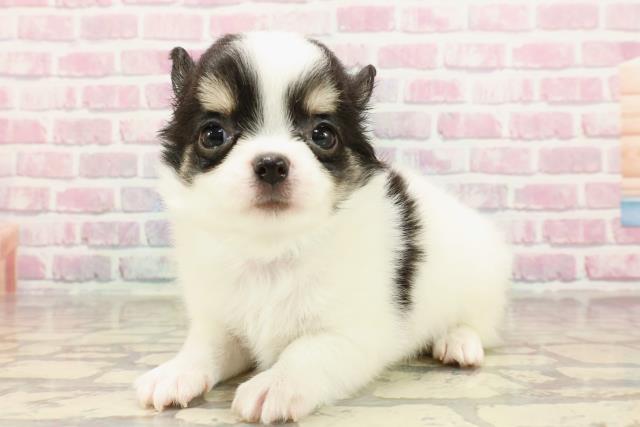 ゆき☆ワンちゃんネコちゃんシリーズ ワンちゃん・ネコちゃん(子犬・子猫)検索結果 | ペットショップ
