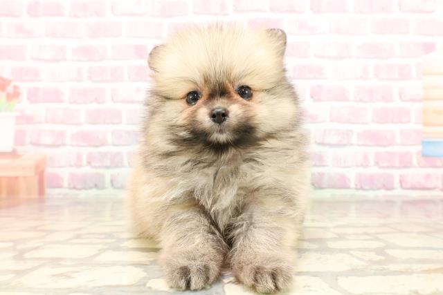 東京都のポメラニアン (Coo&RIKU阿佐ヶ谷店/2025年5月25日生まれ/男の子/ウルフセーブル)の子犬