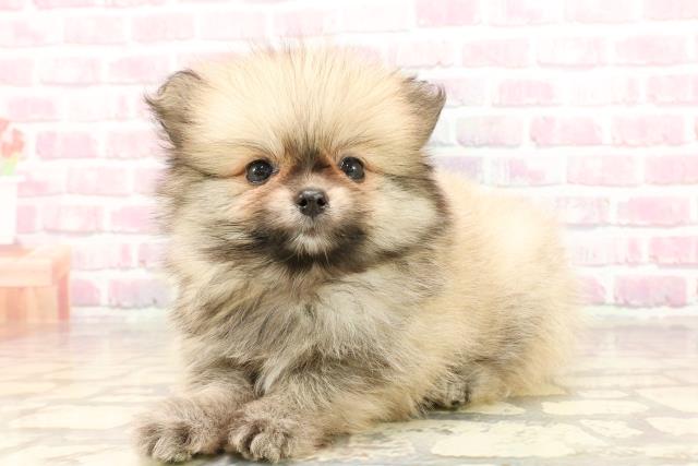 東京都のポメラニアン (Coo&RIKU阿佐ヶ谷店/2025年5月25日生まれ/男の子/ウルフセーブル)の子犬の2枚目の画像