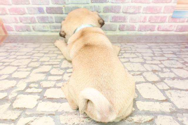 神奈川県のパグ (Coo&RIKU藤沢店/2025年5月27日生まれ/男の子/フォーン)の子犬の4枚目の画像