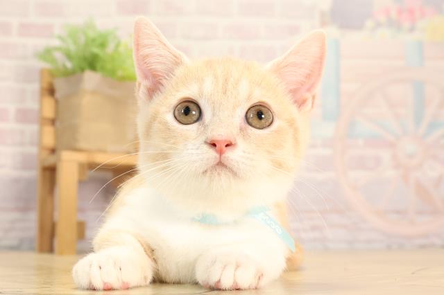 愛知県のマンチカン (Coo&RIKU半田店/2025年4月13日生まれ/男の子/クリームタビーホワイト)の子猫の1枚目の画像