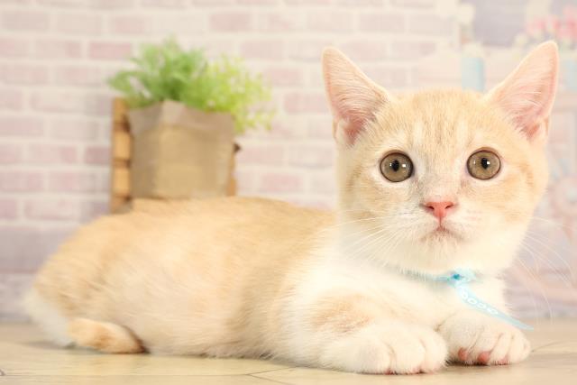 愛知県のマンチカン (Coo&RIKU半田店/2025年4月13日生まれ/男の子/クリームタビーホワイト)の子猫の2枚目の画像