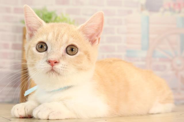 愛知県のマンチカン (Coo&RIKU半田店/2025年4月13日生まれ/男の子/クリームタビーホワイト)の子猫の3枚目の画像