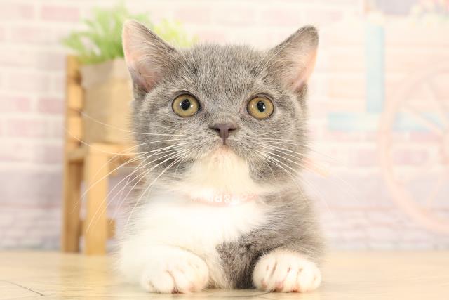 三重県のマンチカン (Coo&RIKU四日市店/2025年4月13日生まれ/女の子/ダイリュートキャリコ)の子猫の1枚目の画像