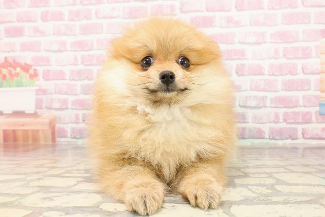栃木県のポメラニアン (Coo&RIKU足利店/2025年5月25日生まれ/女の子/オレンジ)の子犬の1枚目の画像