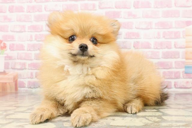栃木県のポメラニアン (Coo&RIKU足利店/2025年5月25日生まれ/女の子/オレンジ)の子犬の2枚目の画像