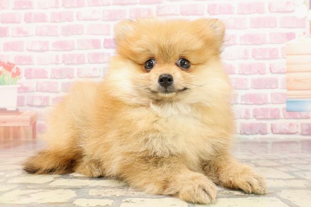 栃木県のポメラニアン (Coo&RIKU足利店/2025年5月25日生まれ/女の子/オレンジ)の子犬の3枚目の画像