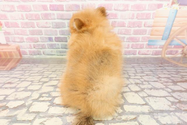 栃木県のポメラニアン (Coo&RIKU足利店/2025年5月25日生まれ/女の子/オレンジ)の子犬の4枚目の画像
