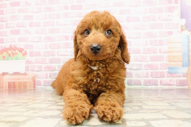 神奈川県のトイプードル(トイ) (Coo&RIKU平塚店/2025年5月26日生まれ/男の子/レッド)の子犬の1枚目の画像
