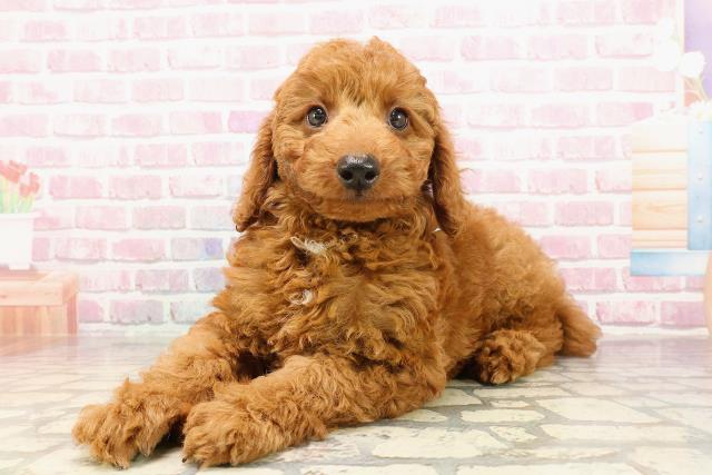神奈川県のトイプードル(トイ) (Coo&RIKU平塚店/2025年5月26日生まれ/男の子/レッド)の子犬の2枚目の画像