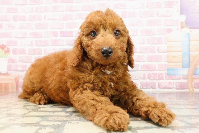 神奈川県のトイプードル(トイ) (Coo&RIKU平塚店/2025年5月26日生まれ/男の子/レッド)の子犬の3枚目の画像