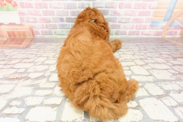 神奈川県のトイプードル(トイ) (Coo&RIKU平塚店/2025年5月26日生まれ/男の子/レッド)の子犬の4枚目の画像