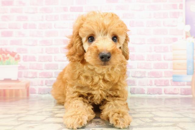 福島県のトイプードル(トイ) (Coo&RIKU郡山店/2025年5月26日生まれ/男の子/アプリコット)の子犬の1枚目の画像