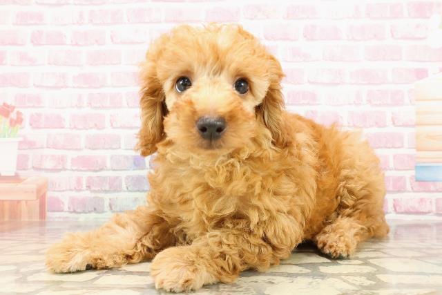 福島県のトイプードル(トイ) (Coo&RIKU郡山店/2025年5月26日生まれ/男の子/アプリコット)の子犬の2枚目の画像