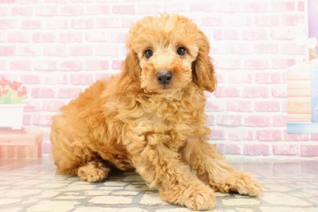 福島県のトイプードル(トイ) (Coo&RIKU郡山店/2025年5月26日生まれ/男の子/アプリコット)の子犬の3枚目の画像