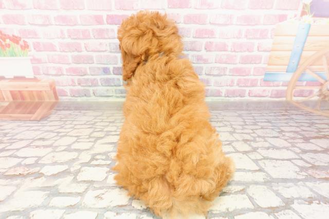 福島県のトイプードル(トイ) (Coo&RIKU郡山店/2025年5月26日生まれ/男の子/アプリコット)の子犬の4枚目の画像