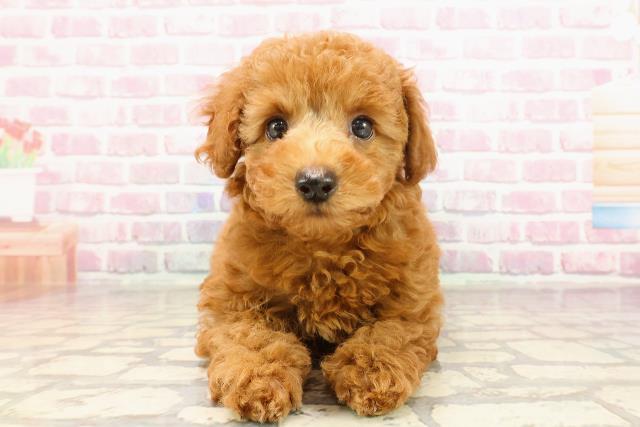 栃木県のトイプードル(トイ) (Coo&RIKU宇都宮店/2025年5月26日生まれ/女の子/レッド)の子犬の1枚目の画像