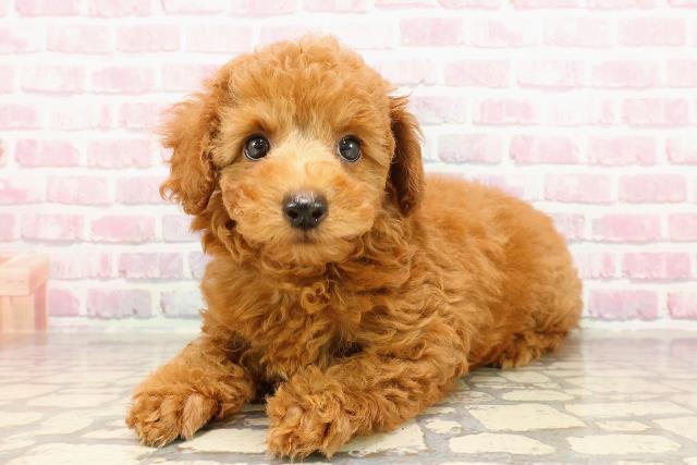 栃木県のトイプードル(トイ) (Coo&RIKU宇都宮店/2025年5月26日生まれ/女の子/レッド)の子犬の2枚目の画像