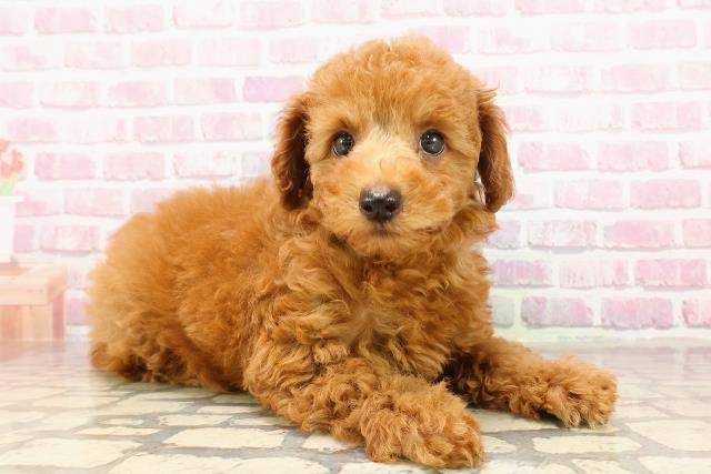 栃木県のトイプードル(トイ) (Coo&RIKU宇都宮店/2025年5月26日生まれ/女の子/レッド)の子犬の3枚目の画像
