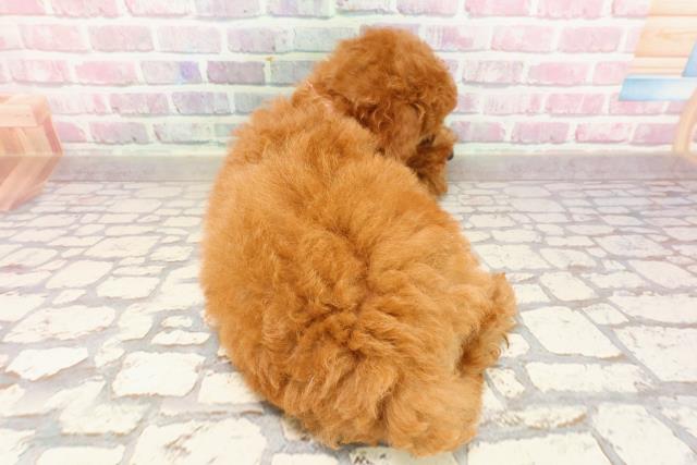 栃木県のトイプードル(トイ) (Coo&RIKU宇都宮店/2025年5月26日生まれ/女の子/レッド)の子犬の4枚目の画像