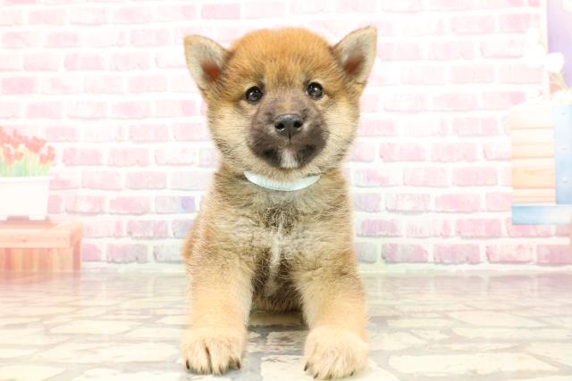 東京都の豆柴 (Coo&RIKU池袋西口店/2025年5月25日生まれ/男の子/赤)の子犬の1枚目の画像