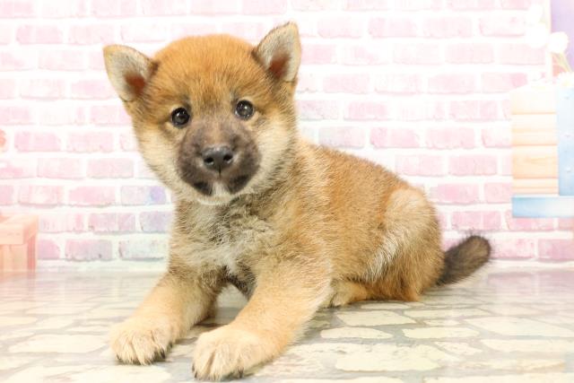 東京都の豆柴 (Coo&RIKU池袋西口店/2025年5月25日生まれ/男の子/赤)の子犬の2枚目の画像