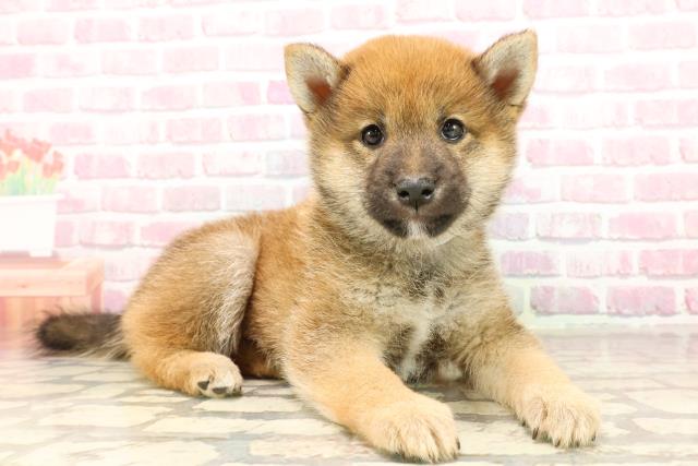 東京都の豆柴 (Coo&RIKU池袋西口店/2025年5月25日生まれ/男の子/赤)の子犬の3枚目の画像