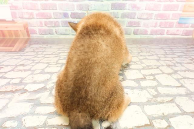 東京都の豆柴 (Coo&RIKU池袋西口店/2025年5月25日生まれ/男の子/赤)の子犬の4枚目の画像