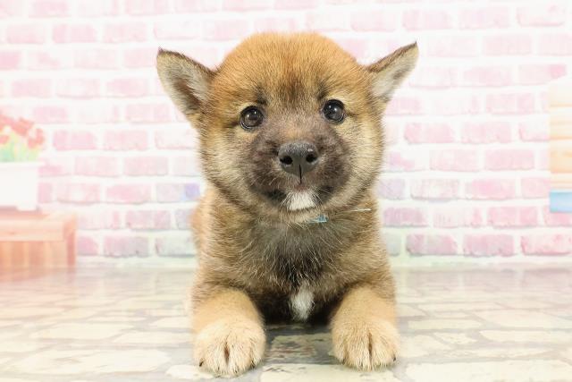 東京都の豆柴 (Coo&RIKU下北沢店/2025年5月25日生まれ/男の子/赤)の子犬の1枚目の画像